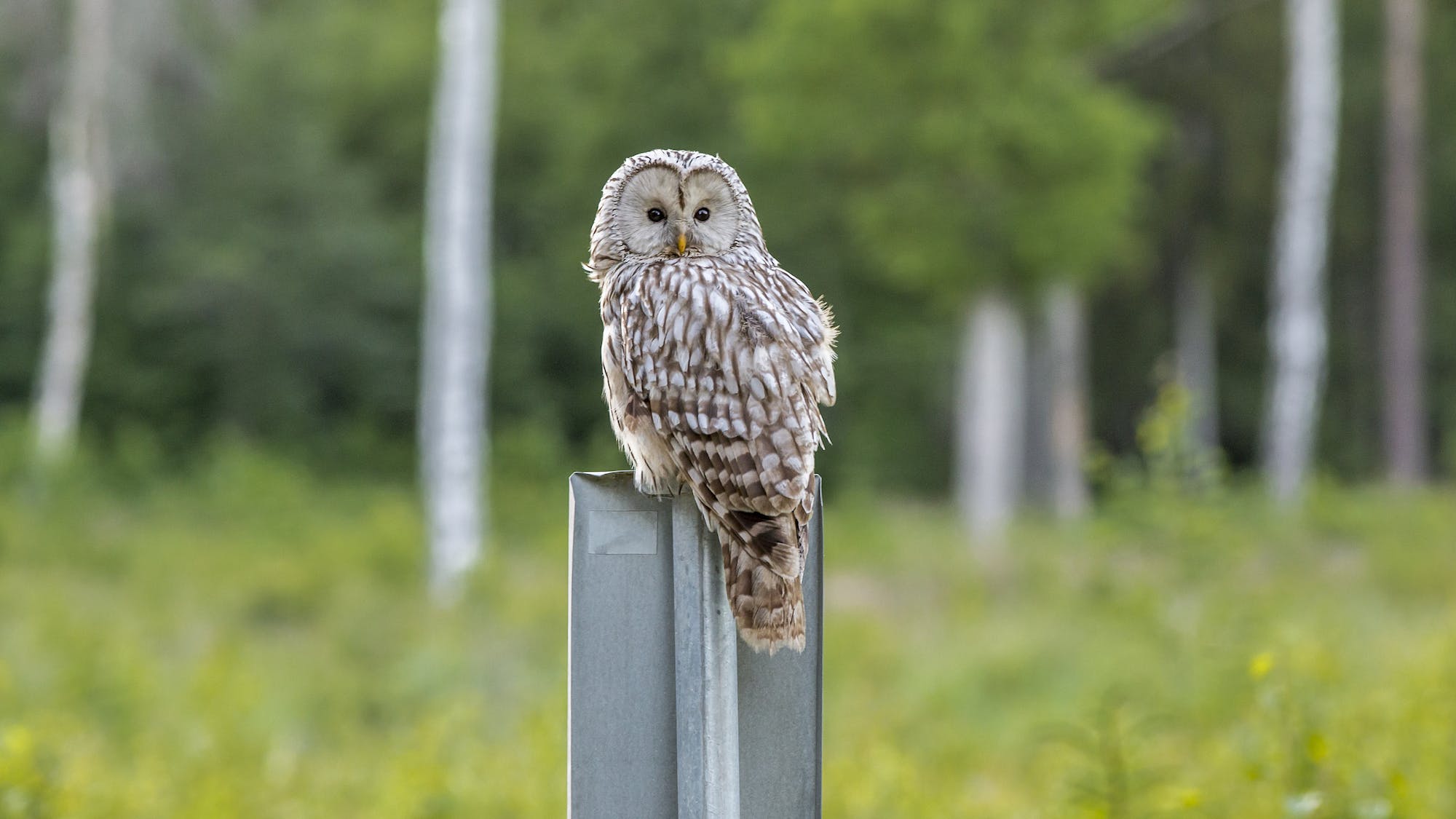 https://tolonolibrary.org/wp-content/uploads/2024/01/OWLS-AT-THE-LIBRARY-WEB.jpg